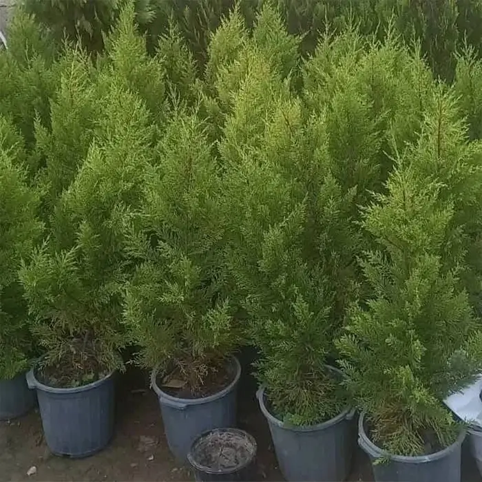 نهال درخت گلدانی کاج