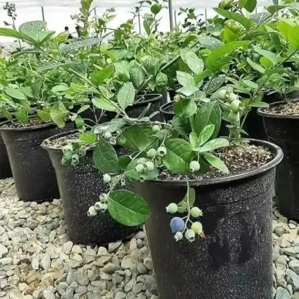 نهال بلوبری گلدانی موجوده سه ساله و دوساله