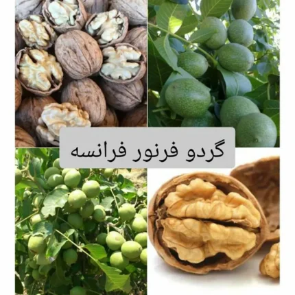 خرید نهال گردو پیوندی بزری