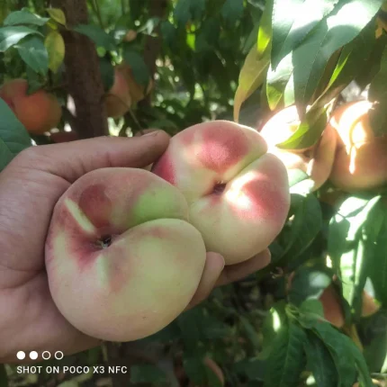 فروش انواع نهال هلو – گجی، گنت، انجیری، شلیل مغان