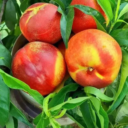 فروش انواع نهال هلو – گجی، گنت، انجیری، شلیل مغان