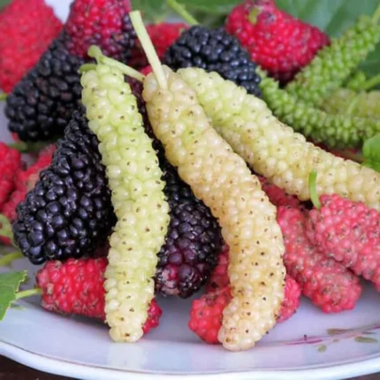 فروش نهال توت موزی و توت محلی