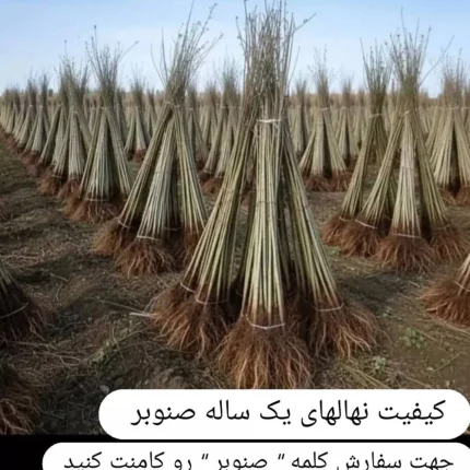 فروش انواع نهال صنوبر