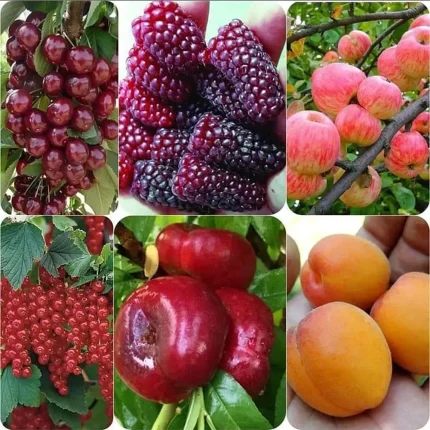 درخت پیوندی