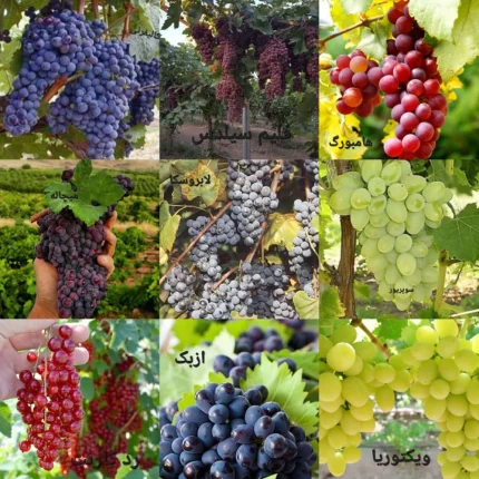 نهال انگور